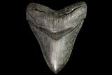 Huge, Serrated, Fossil Megalodon Tooth - Georgia #76456-2
